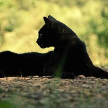 Евгения Тимашевская