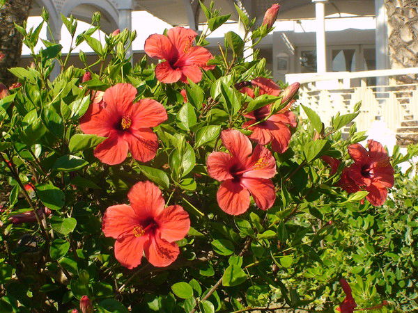 Наталья Находнова