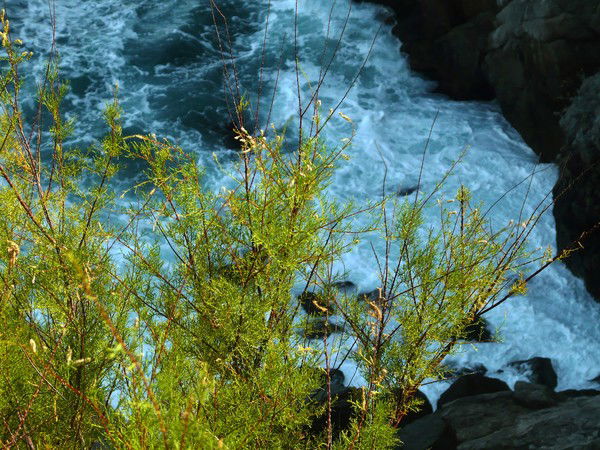 Анна Зеленовская