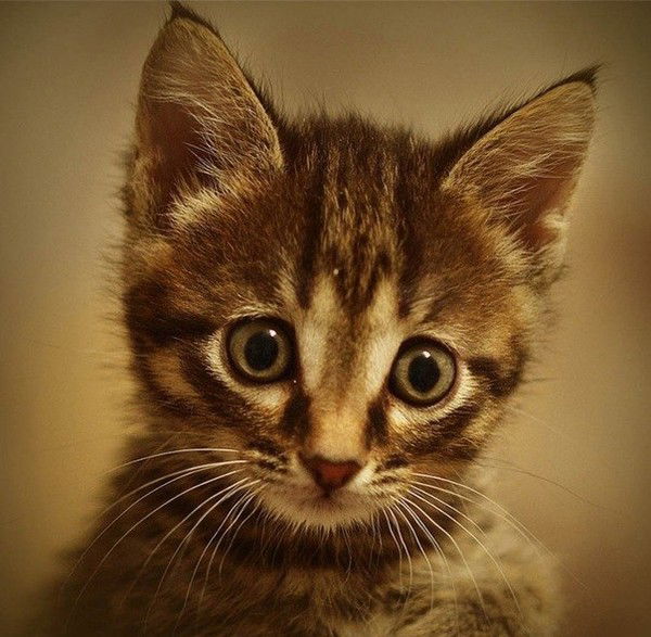 Игорь Речкин