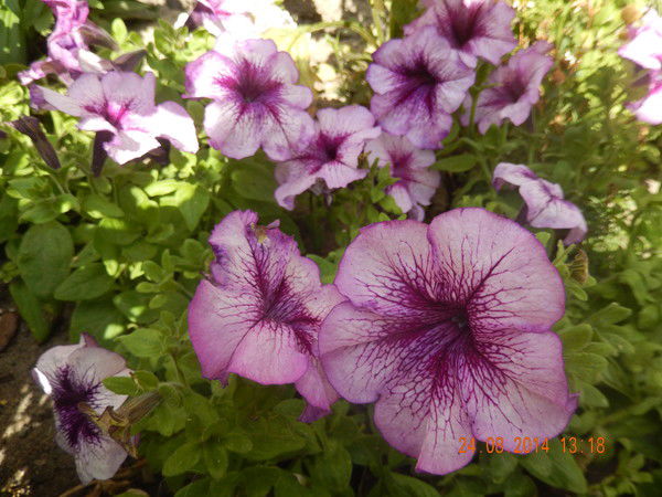 Ирина Медведовская(Захарова)