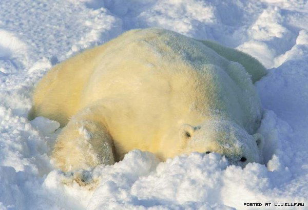 Андрей Фоменко