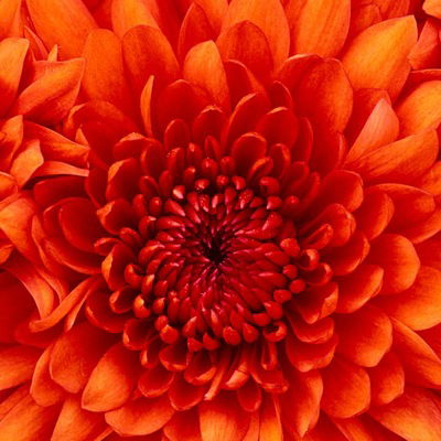 Даша Полякова