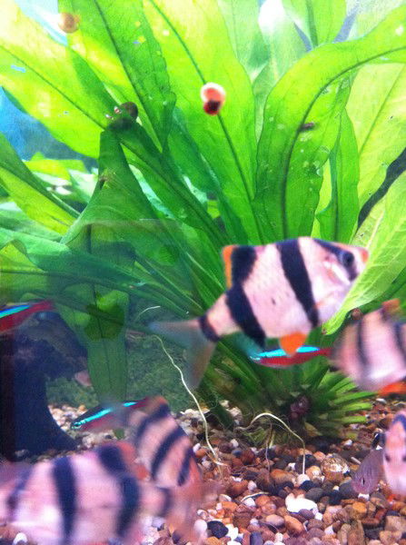 Евгений Балабанов