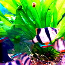 Евгений Балабанов