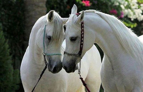 Залкар Раев