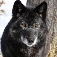 Елена Каверина