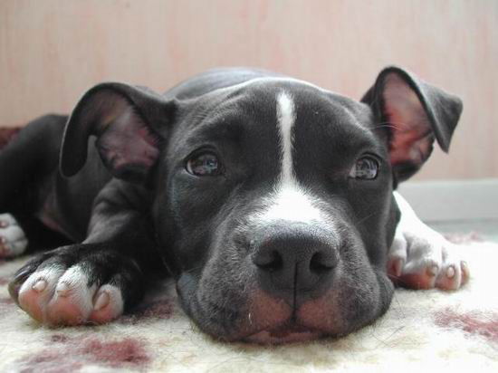 Андрей Денисов