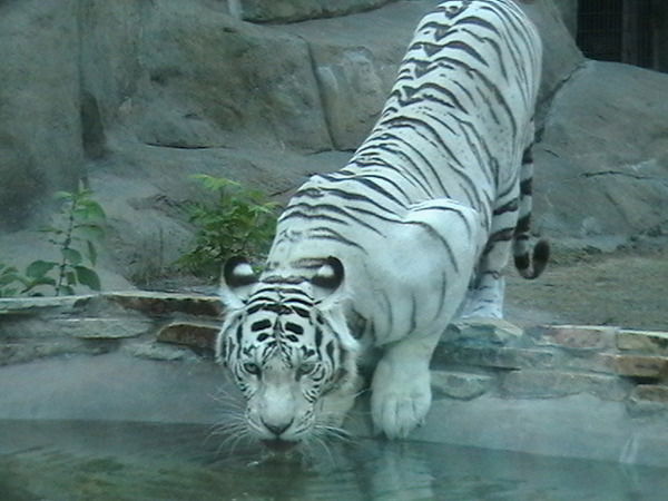 Лидия Бежнарь