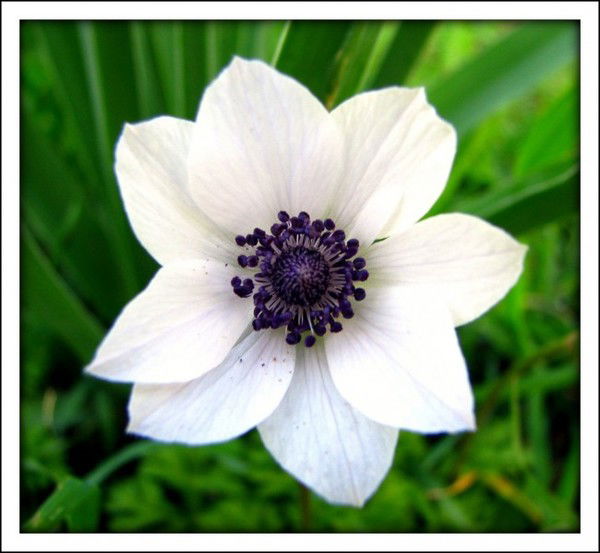 Алма Биржанова