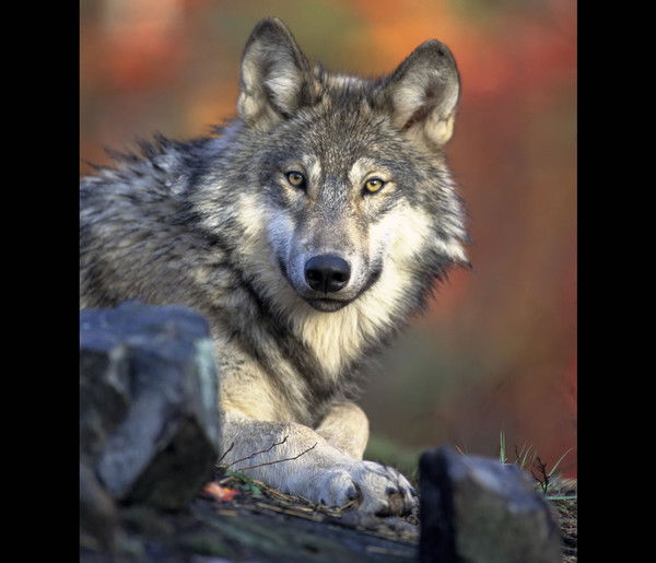 Багдат Хасенов