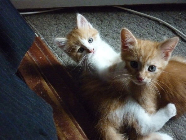 Иван Барцев