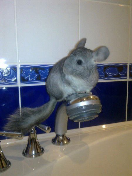 Евгения Пегай