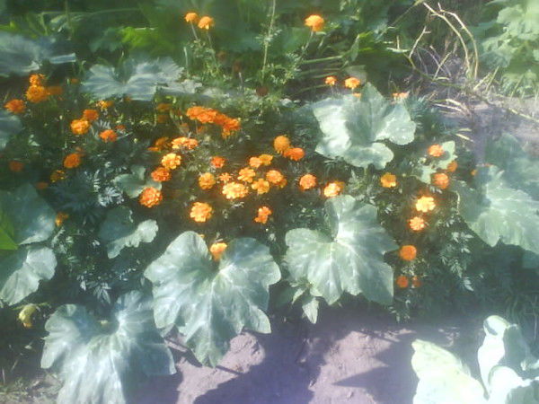 Валентина Хатынская