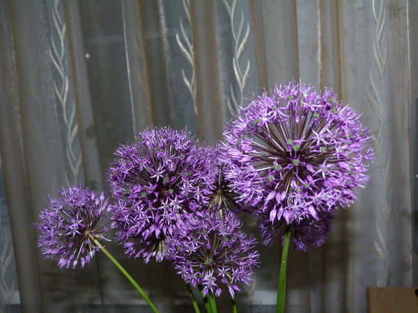 Надежда Литвинова