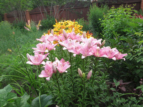 Галина Созинова