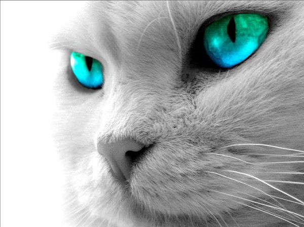 Магомед Асельдеров