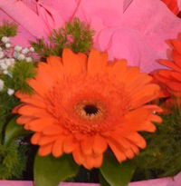 Валентина Семибокова