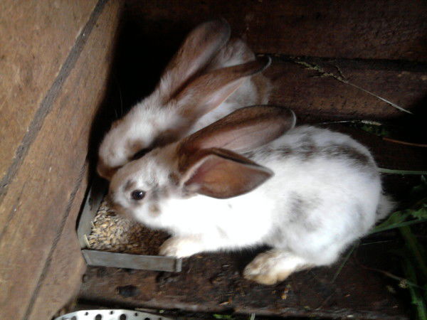 Omar Roberto Picco Botta