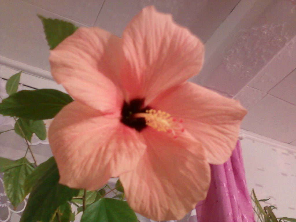 Линиза Хатмуллина