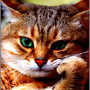 Ксения Шарова