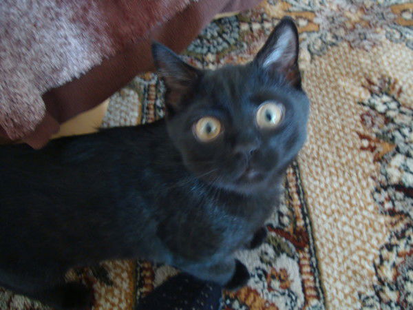 Валерий Строкин