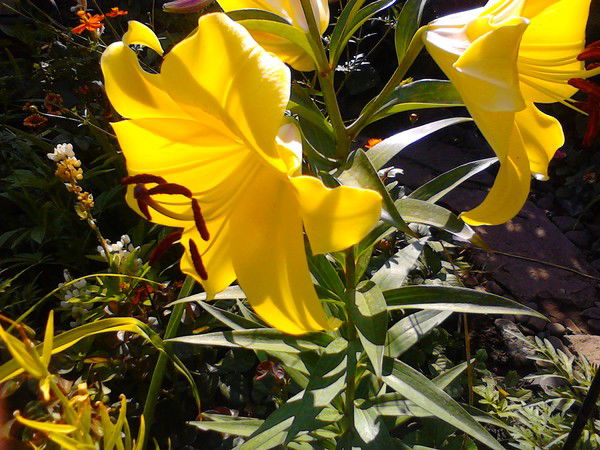 Светлана Космина