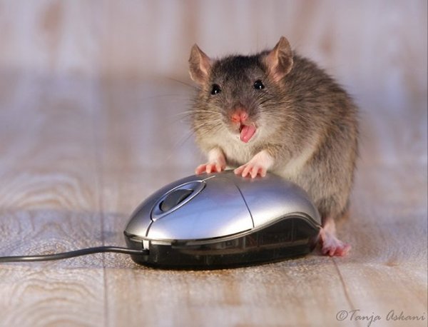 Иван Чумаков