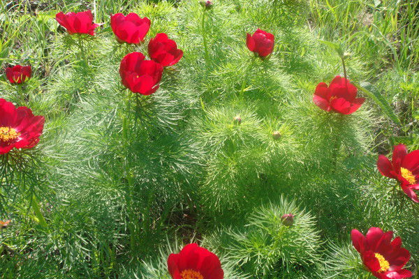 Людмила Шаракова