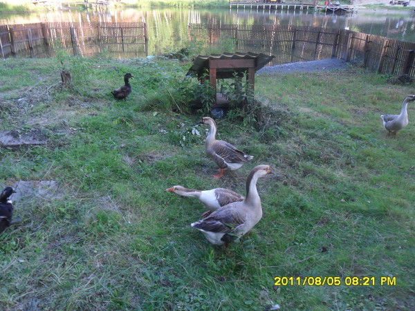 Денис Денисович