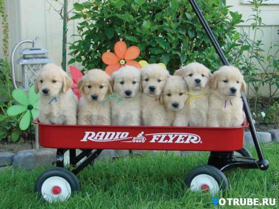 Самир Рахимов