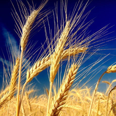 Дісг Красноармійськ (Покровськ)