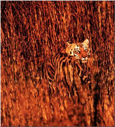 Юрий Горковенко