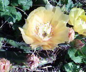 Ольга Бадирова