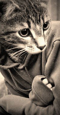 Дмитрий Змеев