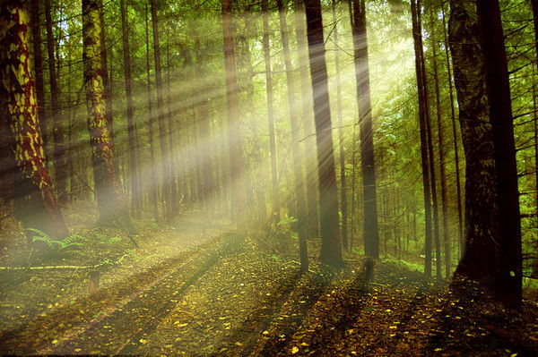 Таня Кострица