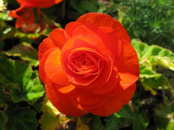 Елена Харламова