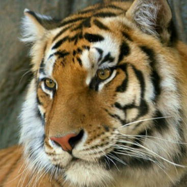 Олег Булатецкий