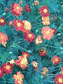 Нина Столяренко