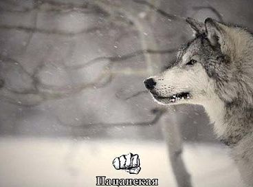 Тимур Холмурадов