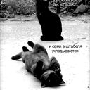 Курчона Баешева