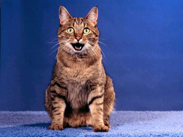 Анатолий Синдеев