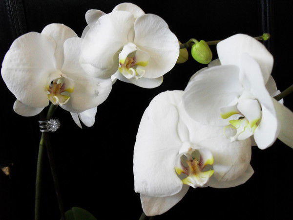 Ирина Полупан