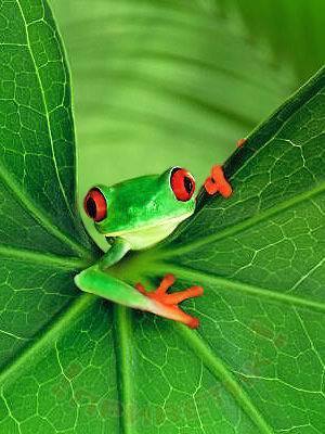 Елена Кишканова