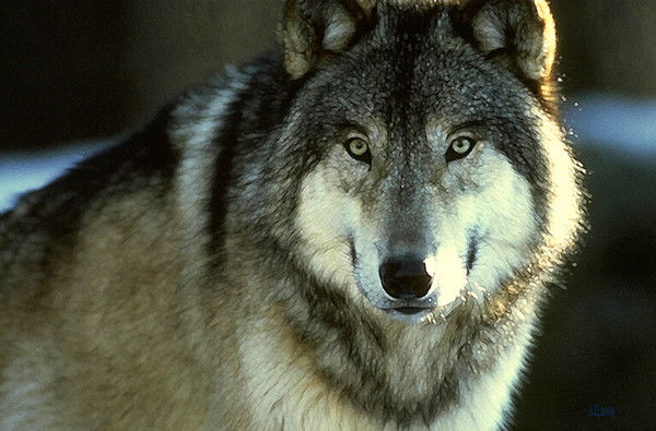 Сергей Волков