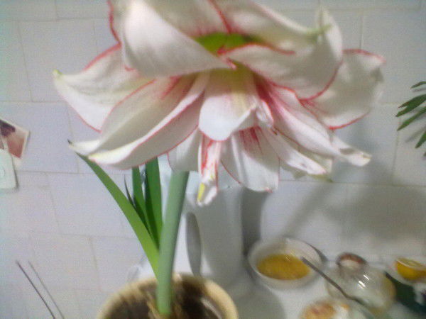 Инна Бондаренко