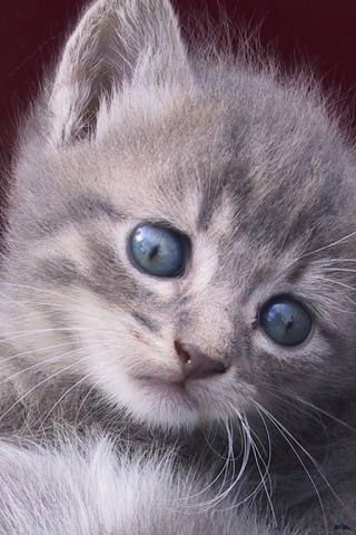 Елена Ломакина