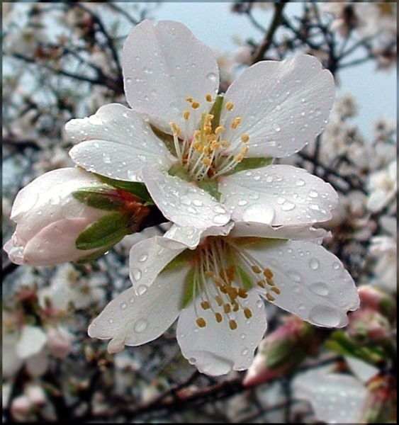 Алзира Зигангирова