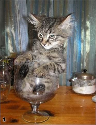 Инна Тарасова