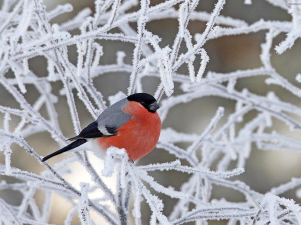 Ирина Андрейченко